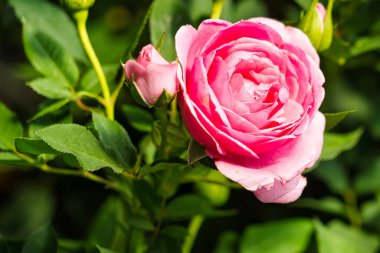Güneşli bir günde yemyeşil yapraklarla açan canlı bir gülün yakın çekimi.