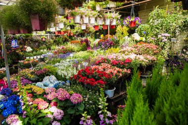 Bangkok, Tayland - Ekim 02, 2024: Renkli ortancalar, asma bitkileri ve Bangkok, Tayland 'da çeşitli çiçek aranjmanları ile çiçek tezgahı.
