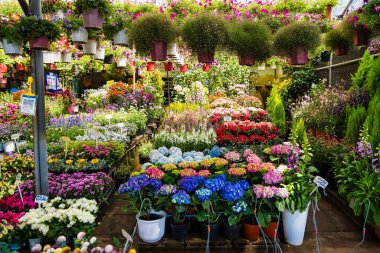 Bangkok, Tayland - Ekim 02, 2024: Renkli ortancalar, asma bitkileri ve Bangkok, Tayland 'da çeşitli çiçek aranjmanları ile çiçek tezgahı.
