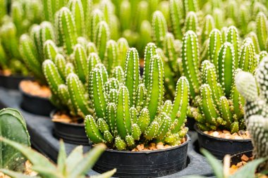 Bir çocuk odasında sıra sıra dizilmiş çeşitli küçük saksıda çeşitli şekiller ve dokular sergileniyor..