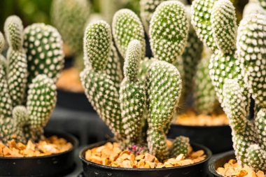 Bir çocuk odasında sıra sıra dizilmiş çeşitli küçük saksıda çeşitli şekiller ve dokular sergileniyor..