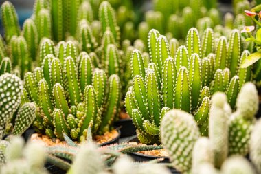 Bir çocuk odasında sıra sıra dizilmiş çeşitli küçük saksıda çeşitli şekiller ve dokular sergileniyor..