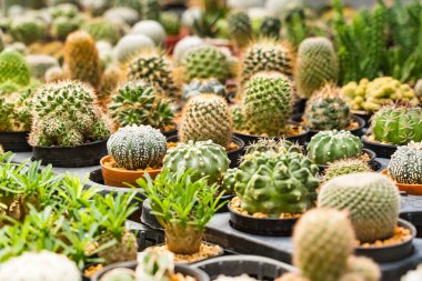 Bir çocuk odasında sıra sıra dizilmiş çeşitli küçük saksıda çeşitli şekiller ve dokular sergileniyor..
