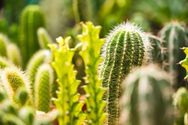 Bir çocuk odasında sıra sıra dizilmiş çeşitli küçük saksıda çeşitli şekiller ve dokular sergileniyor..