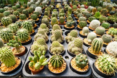 Bir çocuk odasında sıra sıra dizilmiş çeşitli küçük saksıda çeşitli şekiller ve dokular sergileniyor..