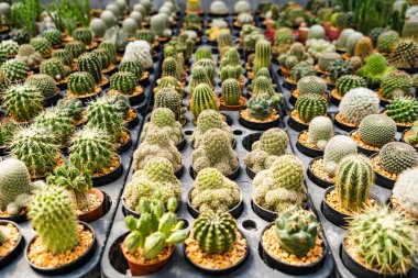 Bir çocuk odasında sıra sıra dizilmiş çeşitli küçük saksıda çeşitli şekiller ve dokular sergileniyor..