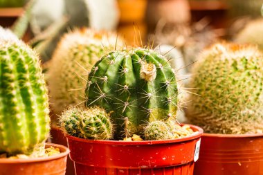 Bir çocuk odasında sıra sıra dizilmiş çeşitli küçük saksıda çeşitli şekiller ve dokular sergileniyor..