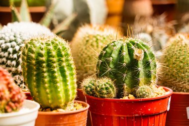 Bir çocuk odasında sıra sıra dizilmiş çeşitli küçük saksıda çeşitli şekiller ve dokular sergileniyor..