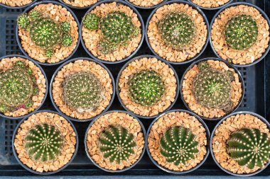 Dekoratif çakıllı siyah kaplarda çeşitli küçük kaktüslerin üst görüntüsü, bir markette satılmak üzere sıralanmış.