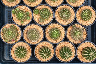 Dekoratif çakıllı siyah kaplarda çeşitli küçük kaktüslerin üst görüntüsü, bir markette satılmak üzere sıralanmış.