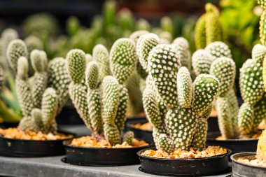 Bir çocuk odasında sıra sıra dizilmiş çeşitli küçük saksıda çeşitli şekiller ve dokular sergileniyor..