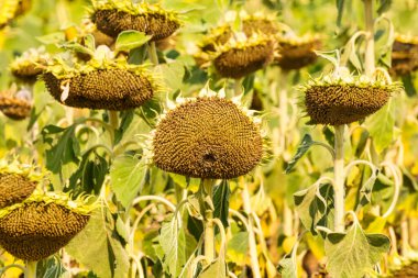 Blossom 'dan Hasat' a: Ayçiçeklerinin Yaşam Döngüsü Canlı Renkler ve Şablonlarla Çizilmiş