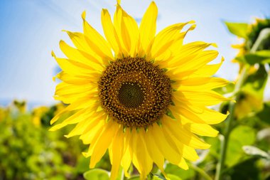 Açık mavi gökyüzünün altındaki bir tarlada dimdik duran parlak bir ayçiçeği.