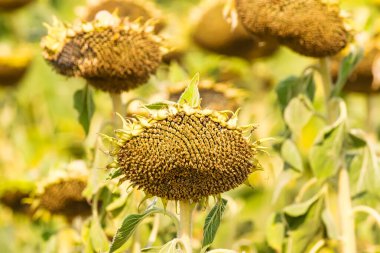 Blossom 'dan Hasat' a: Ayçiçeklerinin Yaşam Döngüsü Canlı Renkler ve Şablonlarla Çizilmiş
