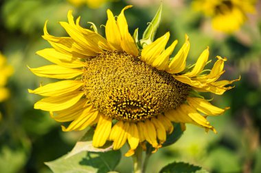 Açık mavi gökyüzünün altındaki bir tarlada dimdik duran parlak bir ayçiçeği.