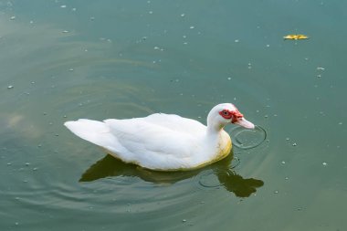 Kırmızı yüzlü beyaz bir ördek su yüzeyinde hafif dalgalanmalar olan bir gölette sakince yüzüyor.