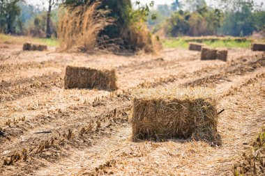 Güneşli bir günde hasat edilmiş bir tarlaya saman balyaları saman yığınları ve arka planda ağaçlarla saçılmış.