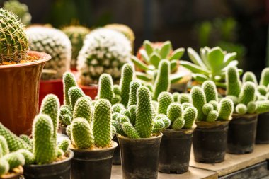 Bir çocuk odasında sıra sıra dizilmiş çeşitli küçük saksıda çeşitli şekiller ve dokular sergileniyor..