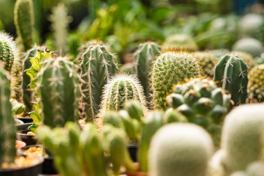 Bir çocuk odasında sıra sıra dizilmiş çeşitli küçük saksıda çeşitli şekiller ve dokular sergileniyor..