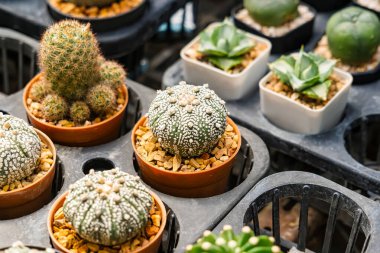 Bir çocuk odasında sıra sıra dizilmiş çeşitli küçük saksıda çeşitli şekiller ve dokular sergileniyor..