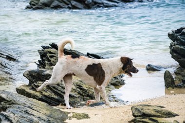 Kahverengi beyaz ceketli bir köpek güneşli bir günde mavi okyanus suyunun yanındaki kayalık bir sahilde yürüyor.