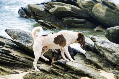 Kahverengi beyaz ceketli bir köpek güneşli bir günde mavi okyanus suyunun yanındaki kayalık bir sahilde yürüyor.