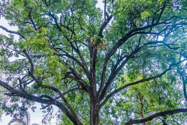 Geniş dalları ve açık mavi gökyüzüne bakan yeşil yaprakları olan görkemli uzun bir ağaç.