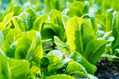 Güneş ışığı altında bir bahçe yatağında büyüyen canlı yeşil marul bitkilerinin yakın çekimlerinde sağlıklı, taze ve gelişen yapraklar sergileniyor.