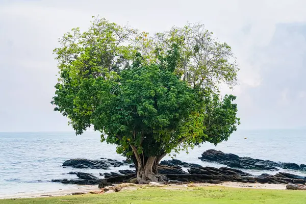Sarmaş dolaş gövdesi olan büyük yapraklı bir ağaç bulutlu bir gökyüzünün altında sakin bir denize bakan kayalık bir sahilde duruyor.