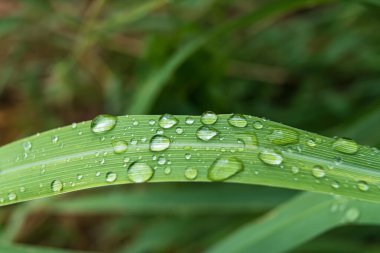Yeşillik çimenlerin üzerinde su damlacıklarının yakın plan, yemyeşil bitki örtüsünün bulanık arkaplanı