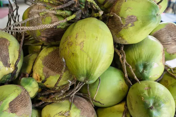 Doğal bir tropikal meyve hasadı görüntüsü sunan fibröz kabuklu ve saplı taze hindistan cevizi yığını.
