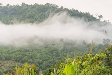Bereketli yeşil dağın manzarası kısmen sisle kaplı bulutlu bir gökyüzünün altında ağaçların önplanıyla