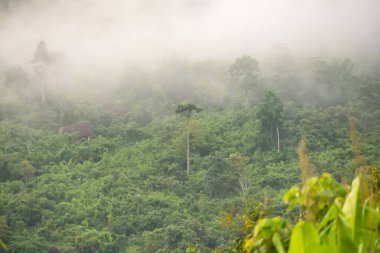 Bereketli yeşil ağaçlar ve yoğun sis ile puslu yağmur ormanları orman tepe örtüsü üzerinde büyüleyici ve huzurlu bir atmosfer yaratıyor.