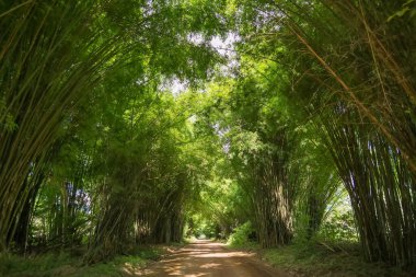 Yoğun bambu ormanları boyunca uzanan toprak yol tüneli güneş ışığını filtreleyen parlak yeşil yapraklarla doğal bir kemer oluşturuyor.