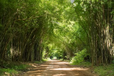 Yoğun bambu ormanları boyunca uzanan toprak yol tüneli güneş ışığını filtreleyen parlak yeşil yapraklarla doğal bir kemer oluşturuyor.