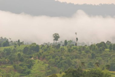 Bereketli yeşil orman sisli bir sis ile kaplıydı. Dağlık bir bölgede sakin ve sakin bir atmosfer yaratıyordu.