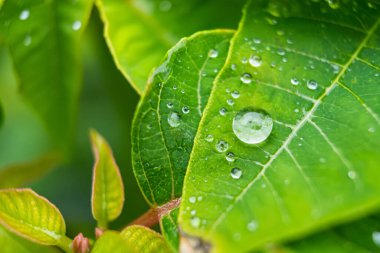 Su damlacıkları ile canlı yeşil bir yaprağın doğal bir ortamda dokusunu vurguluyor.