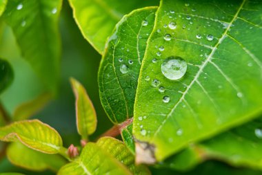 Su damlacıkları ile canlı yeşil bir yaprağın doğal bir ortamda dokusunu vurguluyor.