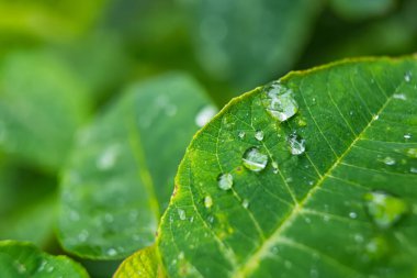 Su damlacıkları ile canlı yeşil bir yaprağın doğal bir ortamda dokusunu vurguluyor.
