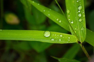 Su damlacıkları ile canlı yeşil bir yaprağın doğal bir ortamda dokusunu vurguluyor.
