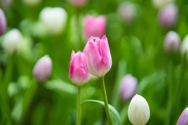Canlı pembe laleler, bulanık kırlangıçlarla dolup taşıyor.