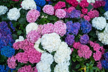 Renkli ortanca çiçekleri mavi, pembe, mor renkli canlı tonlarda.