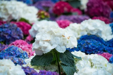 Renkli ortanca çiçekleri mavi, pembe, mor renkli canlı tonlarda.