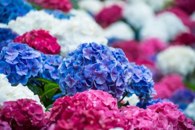 Renkli ortanca çiçekleri mavi, pembe, mor renkli canlı tonlarda.