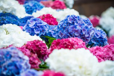 Renkli ortanca çiçekleri mavi, pembe, mor renkli canlı tonlarda.