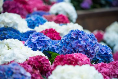 Renkli ortanca çiçekleri mavi, pembe, mor renkli canlı tonlarda.