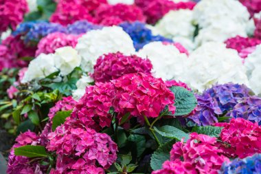 Renkli ortanca çiçekleri mavi, pembe, mor renkli canlı tonlarda.