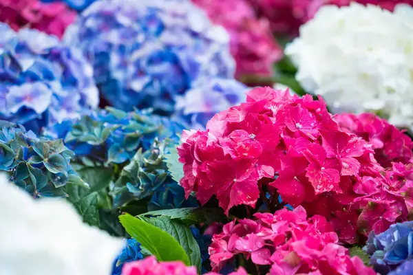 Renkli ortanca çiçekleri mavi, pembe, mor renkli canlı tonlarda.