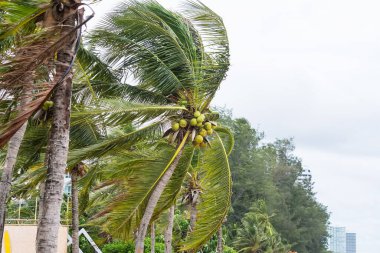 Tropikal hindistan cevizi palmiyeleri, rüzgarda salınan yeşil yapraklarla yemyeşil bir gökyüzü altında yemyeşil, canlı tropikal bir ortamda.