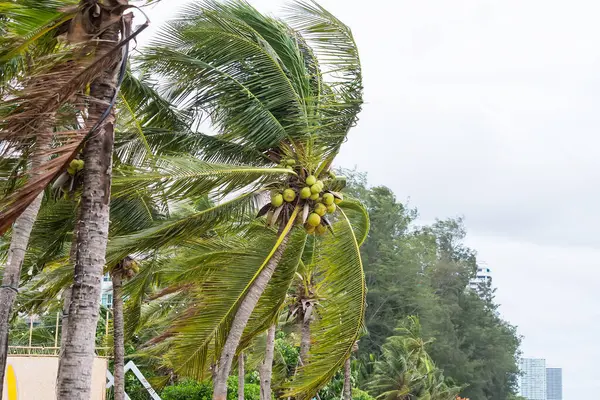 Tropikal hindistan cevizi palmiyeleri, rüzgarda salınan yeşil yapraklarla yemyeşil bir gökyüzü altında yemyeşil, canlı tropikal bir ortamda.